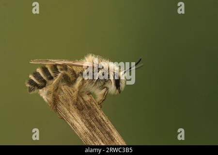 Nahaufnahme einer flauschigen männlichen Pantaloon-Biene, Dasypoda hirtipes, sitzt auf einem Zweig Stockfoto