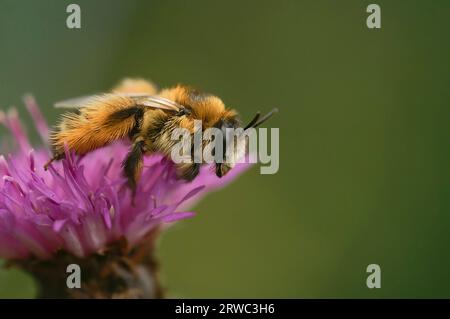 Bunte Nahaufnahme einer flauschigen weiblichen Pantaloon-Biene, Dasypoda hirtipes, sitzt auf einem lila Knappalgen Stockfoto