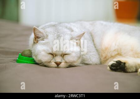 Britische Kurzhaar-Silberkatze schläft auf dem Bett des Besitzers mit einer Kugel Katzenminze. Stockfoto