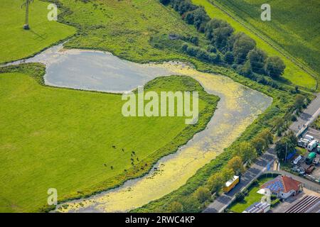 Vogelperspektive, Weidevieh im Landschaftsschutzgebiet Kiebitzwiese, Fröndenberg/Ruhr, Ruhrgebiet, Nordrhein-Westfalen, Deutschland, DE, Europa, Riv Stockfoto