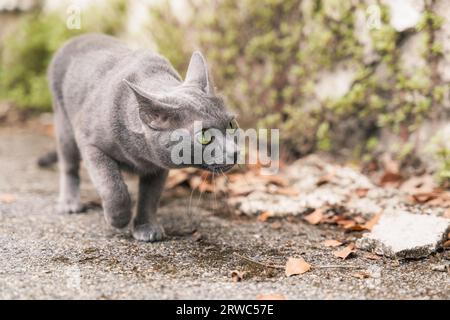 Graue Katze korat, die draußen spazieren und sich schleichen lässt Stockfoto