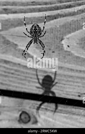 Riesiger Gartenspinnenvogelweber alias Araneus diadematus und sein gruseliger Schatten. Isoliert auf orangefarbenem verschwommenem Hintergrund. Schwarz-weiß-Bearbeitung. Stockfoto