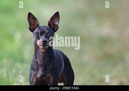 Porträt des kleinen Zwergpinschers der Hunderasse. Unscharfer grüner Hintergrund. Im Spätsommer auf dem Spielfeld aufgenommen. Negativer Raum. Stockfoto