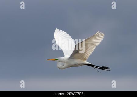 Ich habe diesen großen Weißreiher im Flug im Mud Lake State Wildlife Area im Door County Wisconsin fotografiert. Stockfoto