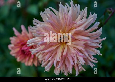 Üppige Dahlie Blume Nahaufnahme Stockfoto