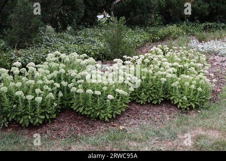 Sedum Stonecrop Blumen in Gruppen gepflanzt Stockfoto