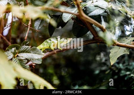Panther Chamäleon Furcifer pardalis ist eine Art des Chamäleons Stockfoto