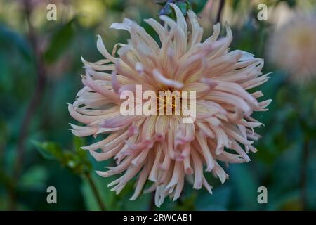 Üppige Dahlie Blume Nahaufnahme Stockfoto