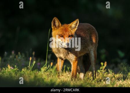 Nahaufnahme des Rotfuchses zwischen Tag und Nacht ... Zwischen Lichtern und Schatten Stockfoto