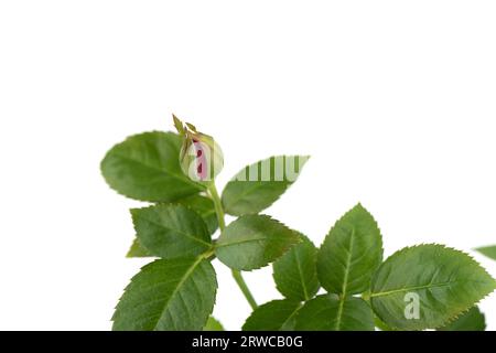 Eine ungeöffnete Knospe einer roten Hausrose mit grünen Blättern auf weißem Hintergrund. Leerzeichen kopieren. Stockfoto