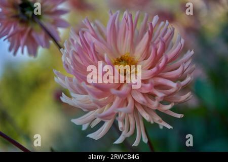 Üppige Dahlie Blume Nahaufnahme Stockfoto