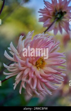 Üppige Dahlie Blume Nahaufnahme Stockfoto