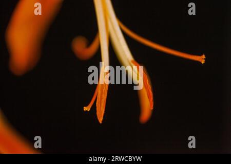 Blütenfilament macro13314 Stockfoto