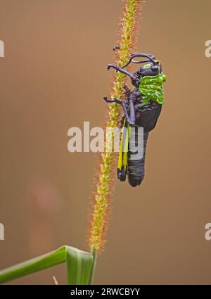 Toxische Milkweed Grasshopper Phymateus morbillosus Nymphe 13924 Stockfoto