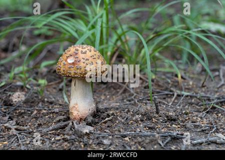 Pilze wachsen im Herbstwald. Fliegenpilz grau rosa. (Amanita rubescens). Stockfoto