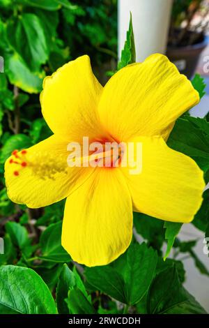 Hawaiianischer Hibiskus, gelbe Blume. Stockfoto