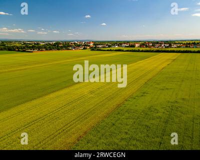 Drone View Ultra Weitwinkel unten auf grünen jungen Weizen im Sommer im Dorf Stockfoto