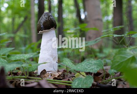 Pilze wachsen im Herbstwald. Phallus impudicus. Nahansicht. Stockfoto