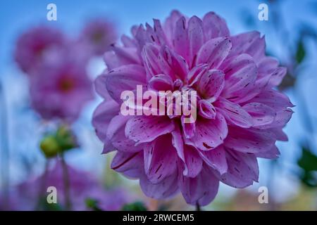 Üppige Dahlie Blume Nahaufnahme Stockfoto