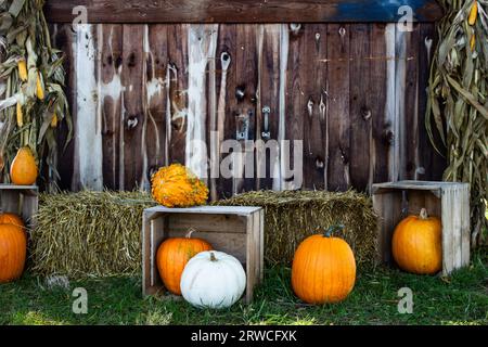 Halloween-Kürbisse vor einer rustikalen Holzscheune. Stockfoto