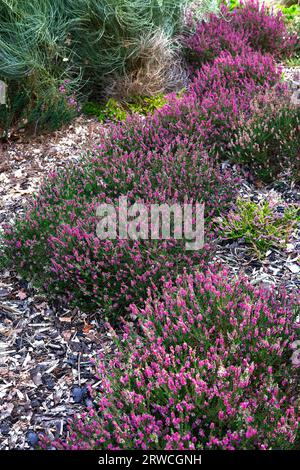 Blick aus der Nähe auf dunkelgrünes Laub und karmesinrote Blüten der Sommerblüte calluna vulgaris alle Portii in der Gartengrenze gesehen. Stockfoto