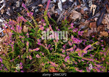 Nahaufnahme des lindgrünen Sommerlaubs und der malvenfarbenen Blüten des blühenden gemeinsamen Gartenheidekrauts calluna vulgaris Dart's Igel. Stockfoto