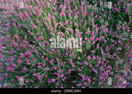 Blick aus der Nähe auf dunkelgrünes Laub und karmesinrote Blüten der im Sommer blühenden gemeinsamen Heidekraut calluna vulgaris all Portii. Stockfoto