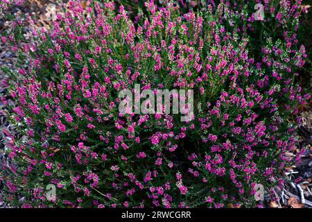 Blick aus der Nähe auf dunkelgrünes Laub und karmesinrote Blüten der im Sommer blühenden gemeinsamen Heidekraut calluna vulgaris all Portii. Stockfoto