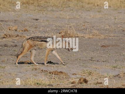 Dieser Schakal mit schwarzem Rücken war bei einem Löwenmord, aber als sie noch fütterten, wartete er auf seine Wende in der Pick-Reihenfolge. Stockfoto