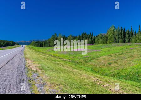 Purple Fireweed Blooms verlaufen entlang des Alaska Highway durch den Norden von British Columbia, BC Kanada Stockfoto