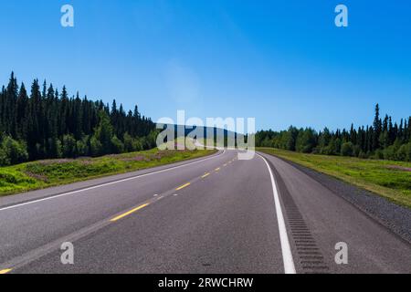 Purple Fireweed Blooms verlaufen entlang des Alaska Highway durch den Norden von British Columbia, BC Kanada Stockfoto