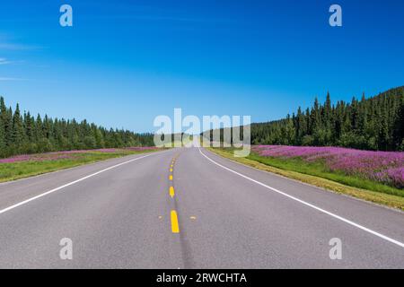 Purple Fireweed Blooms verlaufen entlang des Alaska Highway durch den Norden von British Columbia, BC Kanada Stockfoto