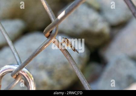 Kleine Biene sitzt auf Kettengliederzaun mit Schloss und Felsen im Hintergrund Stockfoto