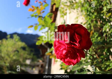 Rote Rose in Bregaglia Stockfoto