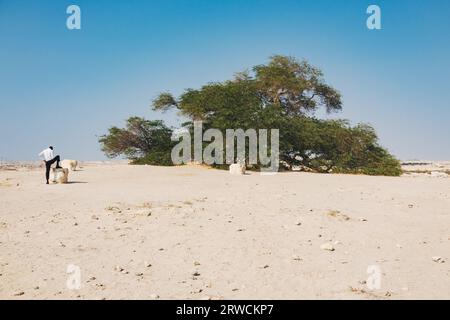 Der Baum des Lebens, ein 400 Jahre alter Gaffbaum in der Wüste von Bahrain. Es ist unklar, wie es im trockenen Klima überlebt; es ist Gegenstand vieler Legenden Stockfoto