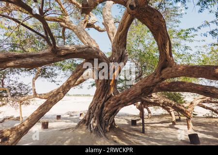 Der weitläufige Stamm des Baumes des Lebens, ein 400 Jahre alter, geschichtsträchtiger Gaffbaum in der südlichen Wüste von Bahrain, der jedes Jahr von Tausenden von Touristen besucht wird Stockfoto