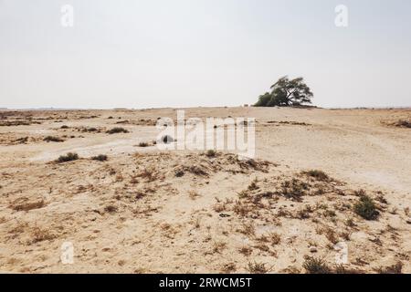 Der Baum des Lebens, ein 400 Jahre alter Gaffbaum in der Wüste von Bahrain. Es ist unklar, wie es im trockenen Klima überlebt; es ist Gegenstand vieler Legenden Stockfoto