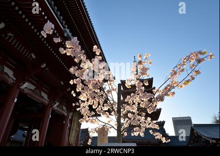 Das malerische Viertel des Sensoji-Tempels in Asakusa während der Kirschblüten-Saison, Tokyo JP Stockfoto