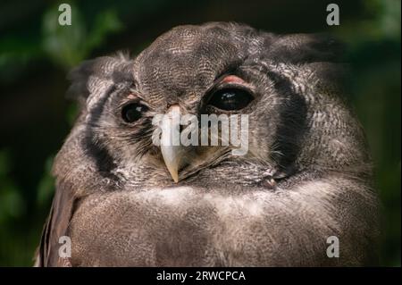 Verreauxeauz, Milchadlereu oder Riesenadlereu (Ketupa lactea) Stockfoto