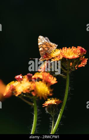 Ein Painted Lady (Vanessa cardui) Butterfly siedelte sich auf den Orangenblüten von Fuchs-und-Jungen (Hieracium Aurantiacum) gegen einen dunklen Backgound an Stockfoto