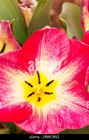 Nahaufnahme der offenen tulipa Flaming Purissima eine pinkfarbene und weiße, im Frühjahr blühende Tulpe, die zur Fosteriana-Gruppe der Tulpen Division 13 gehört Stockfoto