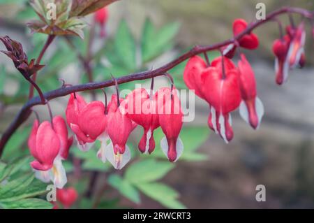 Nahaufnahme von Dicentra spectabilis Valentine auch Calledf Bluting Heart Dutchmans Hoeches oder Lyre Flower Spätherbst Frühjahrs Frühsommer blüht mehrjährig Stockfoto