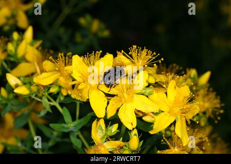 Oxythyrea funesta Familie Cetoniidae Gattung Oxythyrea Weißer gefleckter Rosenkäfer wilde Natur Insektenfotografie, Bild, Tapete Stockfoto