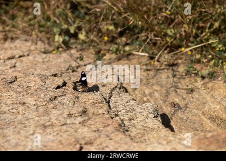 Kleine Bergringlet, Bergringlet (Erebia epiphron) Stockfoto