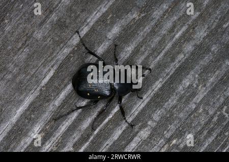 Gnorimus variabilis Familie Scarabaeidae Gattung Gnorimus Variable Chafer Scarab Wanze Käfer wilde Natur Insektenfotografie, Bild, Tapete Stockfoto