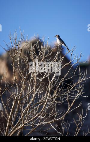 Blaues Gestrüpp jay steht in einem Baum mit Berghintergrund Stockfoto