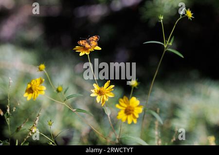 Orangefarbener Schmetterling auf kanadischem Habicht, Felsschlucht, utah Stockfoto