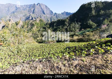 Blick auf ein Bohnenfeld in La Reunion, Frankreich Stockfoto