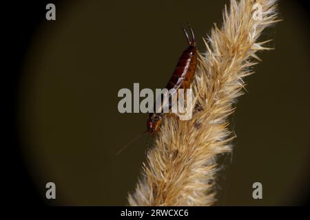 Forficula auricularia Familie Forficulidae Gattung Forficula Europäische Ohrenperücke gemeine Ohrenperücke wilde Natur Insektenfotografie, Bild, Tapete Stockfoto