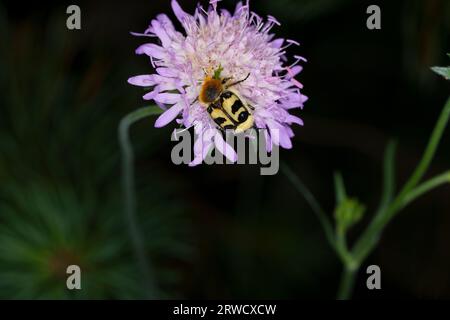 Trichius fasciatus Familie Scarabaeidae Gattung Trichius Eurasische Bienenkäfer-Käfer wilde Natur Insektenfotografie, Bild, Tapete Stockfoto